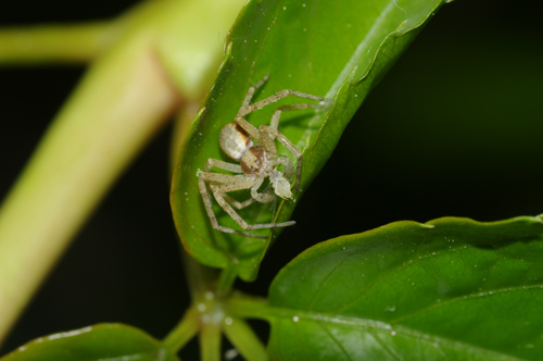 Philodromus sp.